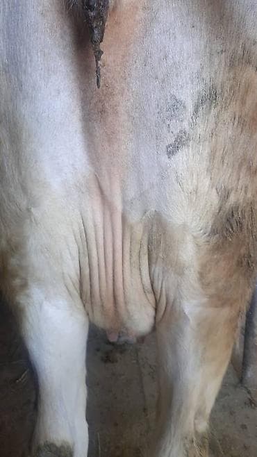 коровы молочной породы купить: Продаю | Корова (самка), Бык (самец), Тёлка | Алатауская | Племенные, Стельные, Отела не было — 3