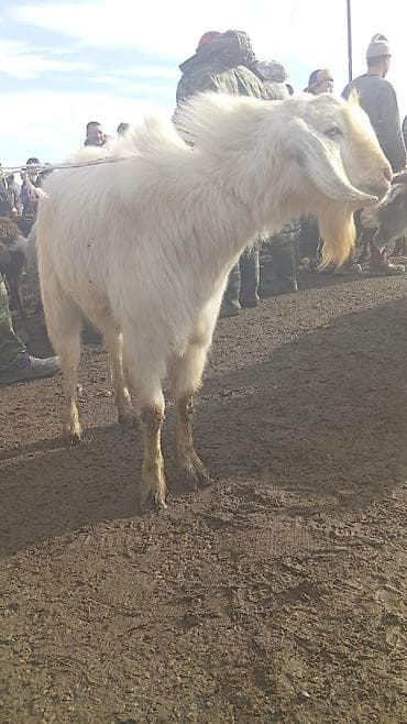 кой ечки: Продаю | Козёл (самец) | Зааненская — 2