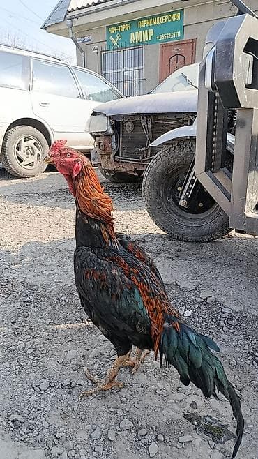 курица куплю: Продаю | Петух | Бойцовая | Для разведения — 2