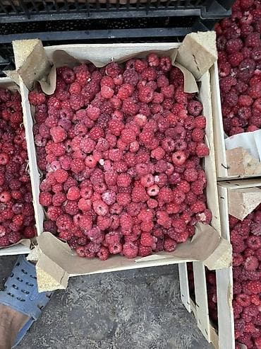Ежевика Оптом, В розницу, Бесплатная доставка — 7