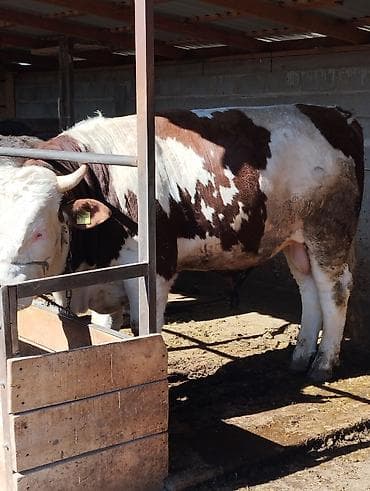 дойный карова: Продаю | Бык (самец) | Для разведения | Осеменитель — 1