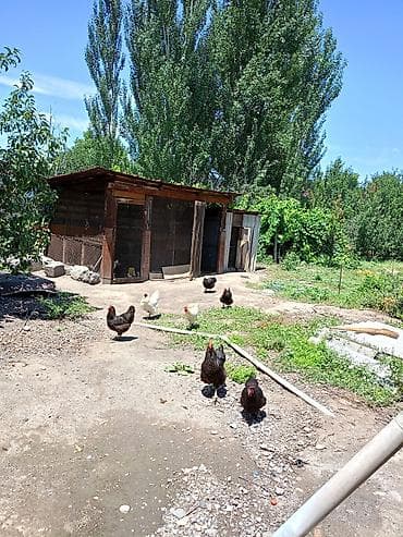 сдаю дом бишкек: Продаю большой дом из 6комнат с условиями есть 2комнт времянка во — 5