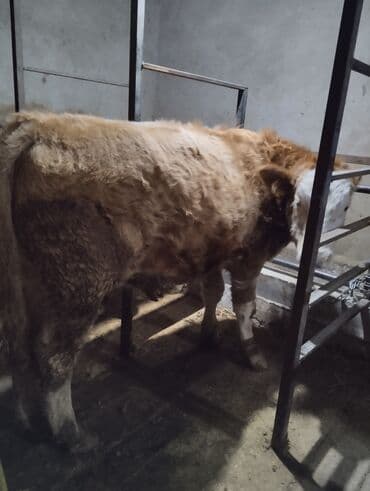 куплю домашнее животное: Продаю | Бык (самец) | Симментальская | На откорм | Искусственник — 4