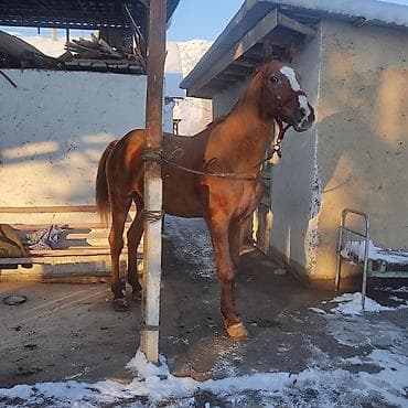 Продаю | Жеребец | Рабочий