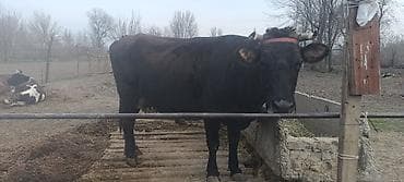 коровы дойные: Продаю | Корова (самка) | Алатауская | Для молока | Привязанные — 1