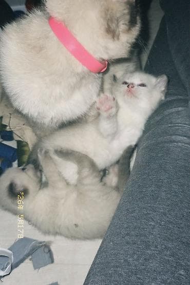 котята сиамские купить: Кошка даром: Сиамская, 2 месяца, Девочка, Приучена к лотку — 3