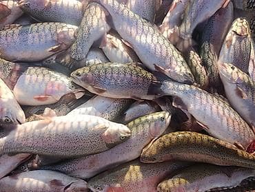 Продаю форель оптом. только оптом от 100 кг и выше. вес рыбы от 1,5 кг at lalafo.kg Продаю форель оптом. только оптом от 100 кг и выше. вес рыбы от 1,5 кг