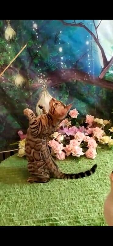 отдам котят в добрые руки бишкек: Бенгальская, 2 месяца, Мальчик — 5