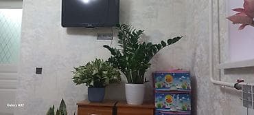 Комнатные растения: Комнатные растения в горшках — набор из трех популярных и — 4