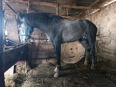 Продаю | Жеребец | Рабочий