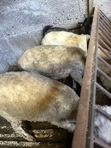 овцы романовские: Продаю | Овца (самка) | Для разведения | Племенные — 2