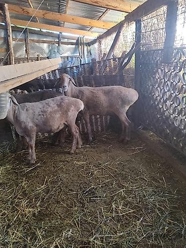 отдам собаку в хорошие руки бишкек: Продаю | Овца (самка) | Для разведения — 1