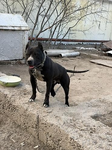 пидбуля: Кобель крупного атлетического типа. Окрас: черный с белыми отметинами — 1