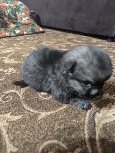 собаки тайган: Немис овчаркасы, 1 айлык, Эркек — 2