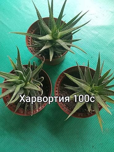 малочай миля: Комнатные и садовые растения в горшках. 1) Замиокулькас (долларовое — 2