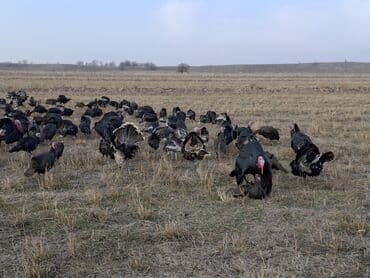 домик для кур: Продаю | Индюшка (самка), Индюшата | Черный принц, Северокавказская | На забой, Для разведения | Племенные — 13
