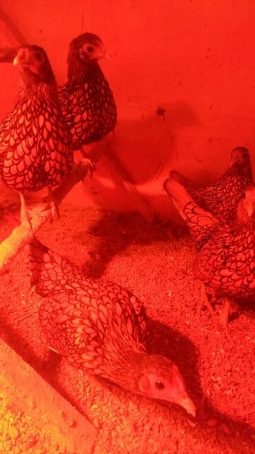 ак кеклик: Сатам | Тооктор | Көбөйтүү үчүн — 7