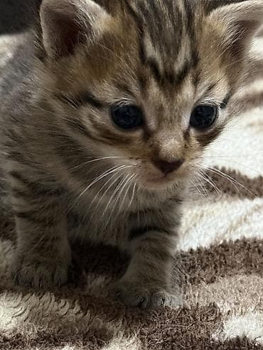 кошка сфинкс с шерстью: Готовиться к продаже бенгальские котята без документов — 4
