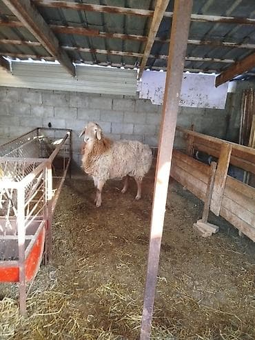 Другие животные: Продаю | Овца (самка) | Для разведения | Племенные — 7