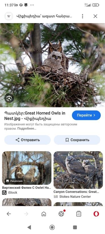 дом совы: Куплю сову пишите — 1