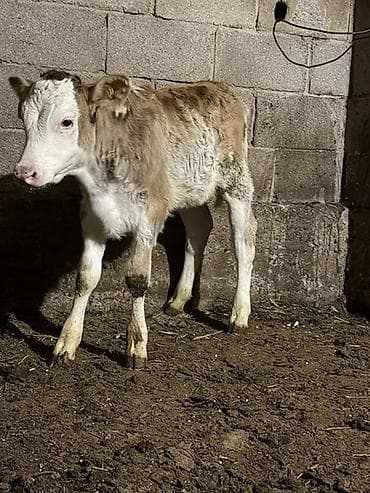 корма для крс: Продаю | Музоо, торпок | Симментальская | На откорм | Искусственник — 1