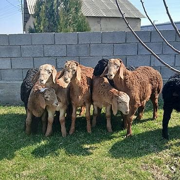 козы на забой: Продаю | Ягненок | На забой | Ярка — 1