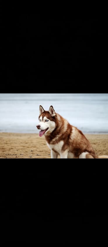 Вязка собак: Хаски, 11 месяцев, Самец, С прививкой — 1