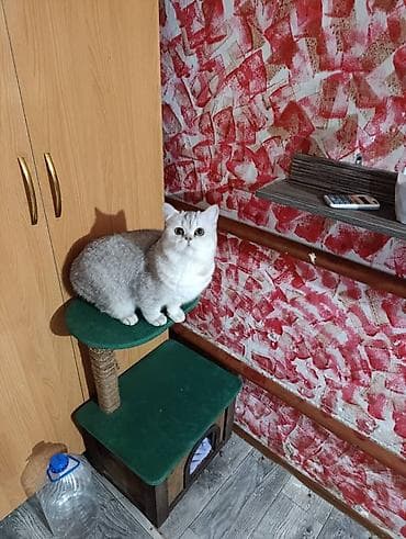 где можно взять кошку бесплатно: Здравствуйте 🌿 Зоогостиница «Мурляндия» принимает только домашних — 7