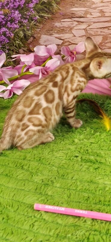 новорожденные котята: Друзья !!! питомник Бен Гла Мур с радостью предлагает новый помет. от — 23