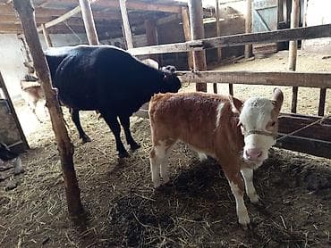 домашний кошка: Продаю | Корова (самка) | Для молока | После отела — 4