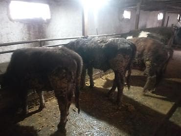 Индюки: Продаю | Бык (самец), Тёлка — 3