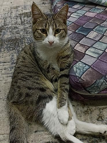 Отдам даром: Отдаём в добрые руки кошку. Ей один год, к лотку приучена. Кушает — 6
