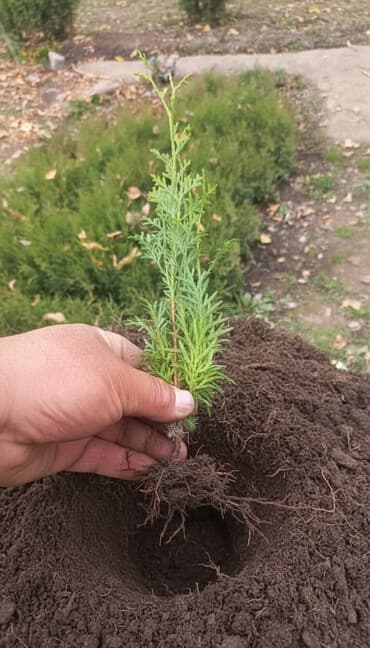 Сейфтер: Көчөттөр дарактардын: Туялар, Өзү алып кетүү — 1