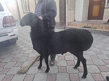 Продаю | Овца (самка) | Для разведения