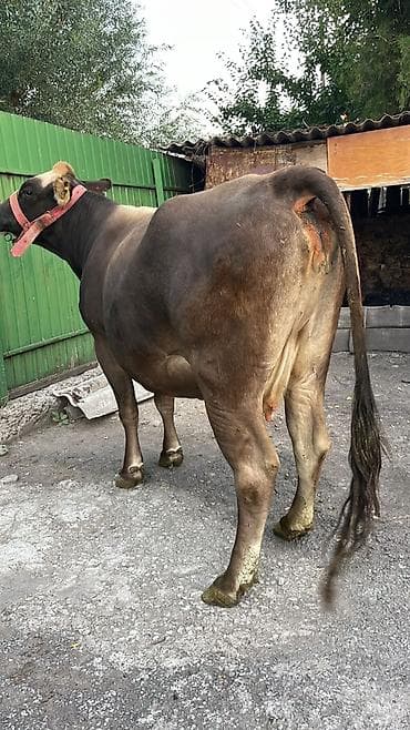 Продаю | Корова (самка) | Алатауская | На откорм | Привязанные at lalafo.kg Продаю | Корова (самка) | Алатауская | На откорм | Привязанные
