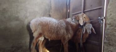 декоративные кролики: Продаю | Баран (самец) | Арашан | Для разведения | Осеменитель — 1