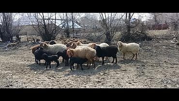 Продаю | Овца (самка) | Для разведения | Матка at lalafo.kg Продаю | Овца (самка) | Для разведения | Матка