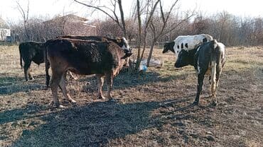 продажа токмок: Сатам | Уй (ургаачы) | Аргын | Бордоп семиртүү үчүн | Байланган — 9