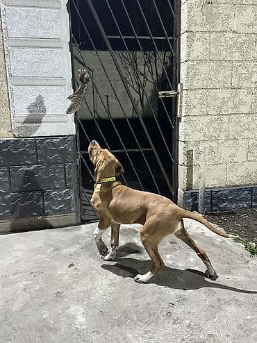 мышык кичинекей: Пойнтер, 5 айлык, Эркек, Эмделген — 3