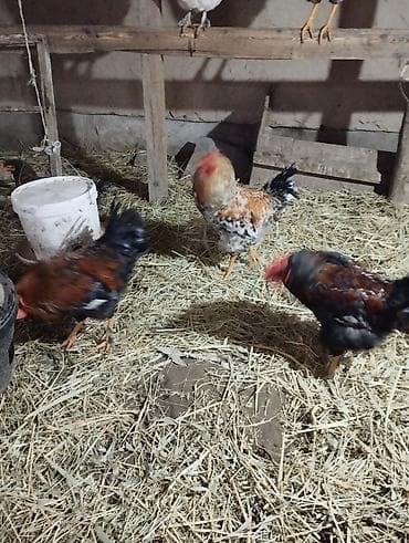 canada goose: Продаю | Петух | Домашняя | Для разведения — 3