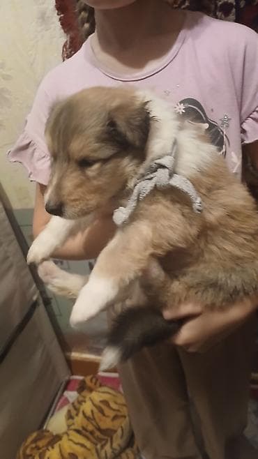 гончий собака: Колли, 1 месяц, Самец, С прививкой — 1