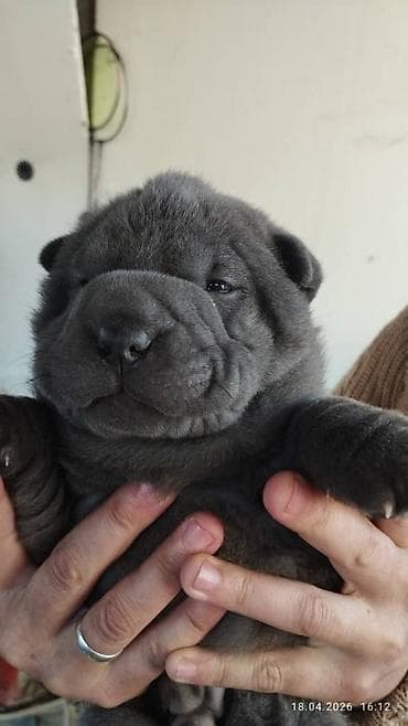 сенбернар цена бишкек: Щенки шарпея - Окрас: черный и голубой - Цена: договорная Плюшевые — 2