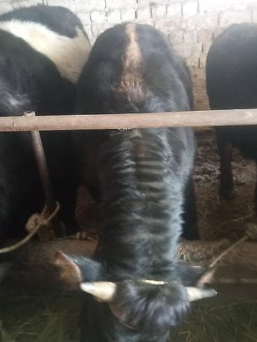 откорм: Продаю | Бык (самец) | На откорм | Привязанные — 4