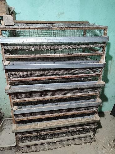 клетка для перепел: Батарея клеток для перепелов/мелкой птицы, многоярусная Описание: - — 2