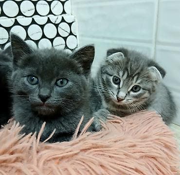 кошеи: Вислоухий котёнок Скоттиш фолд. - Окрас: серый табби — 6