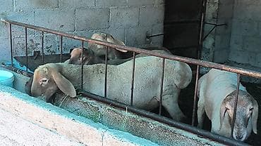 Продаю | Баран (самец) | Арашан | Племенные