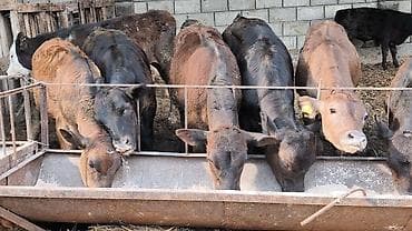 малёк рыбы: Продаю | Бык (самец), Тёлка | Ангус, Симментальская, Бельгийская | На откорм, Для разведения | Искусственник — 3