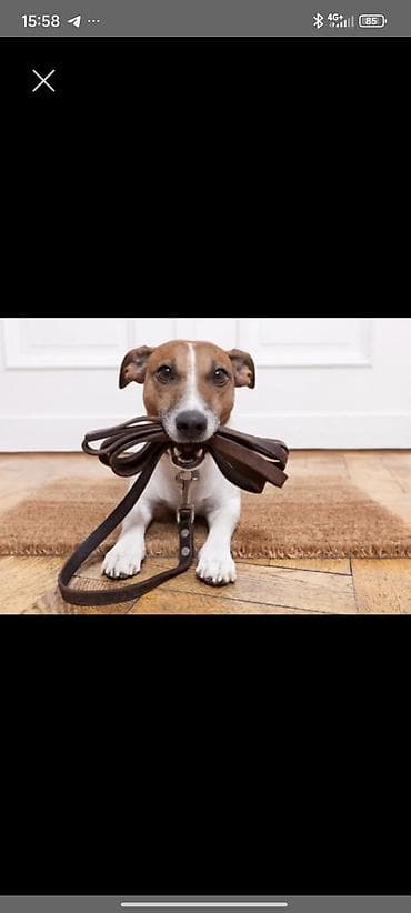 ыстралный машина: Услуги выгула собак - Индивидуальные или групповые прогулки для собак — 1