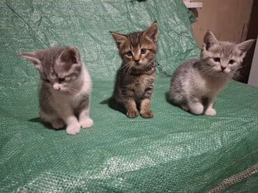 объявления о найденных животных: Котята, помет из нескольких малышей. - Окрас: два серо-белых (табби с — 2