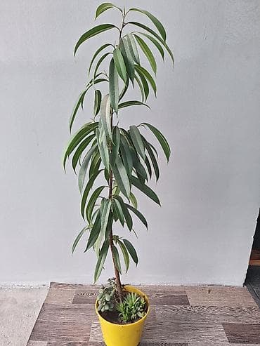 Бөлмө өсүмдүктөрү: Пахиподиум ламера (Madagascar Palm) в горшке - Эффектное комнатное — 7